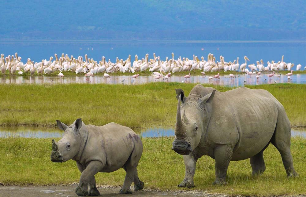 Masai Mara Game Reserve – Lake Nakuru National Park