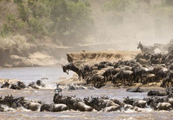 Follow the Migration Camping Safari