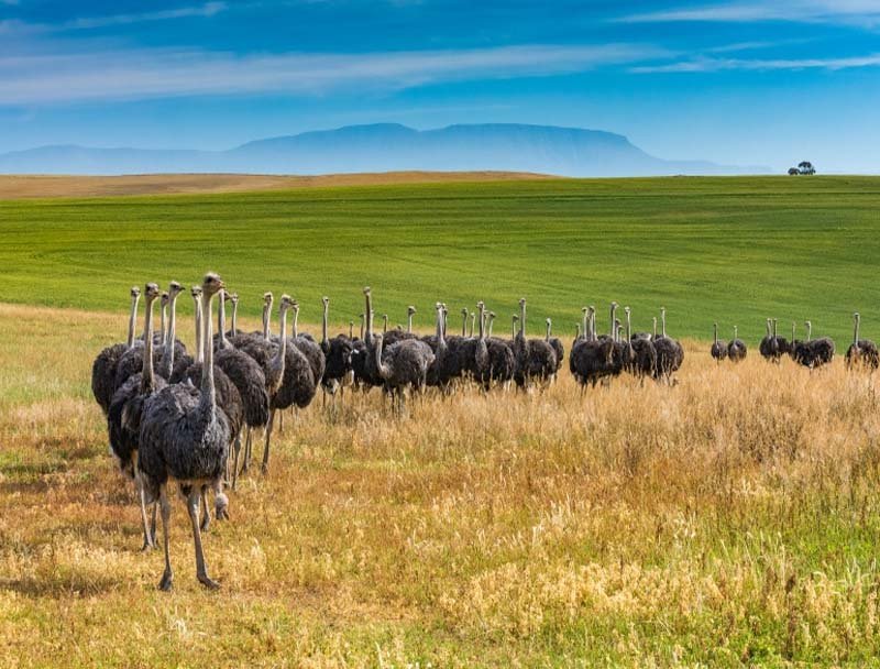 Cape Town to Oudtshoorn