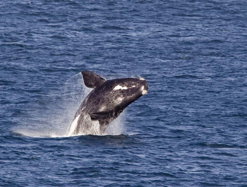Hermanus to Cape Town