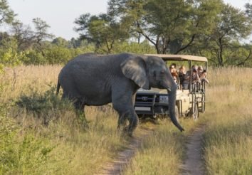 Kruger Wildlife Safari