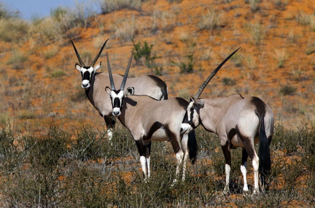 Fly to Etosha National Park