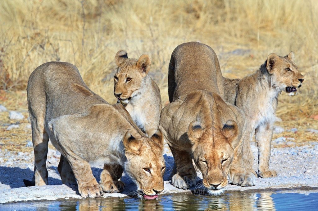 Etosha National Park