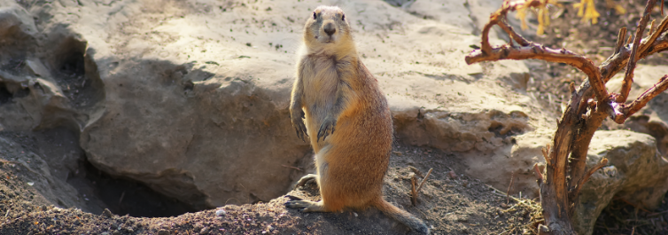 Wildlife on the Trek - Climbing Mount Kilimanjaro - Safarihub