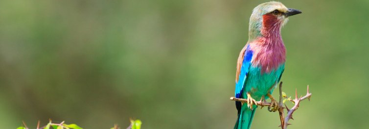 Bird watcher’s paradise - Safarihub
