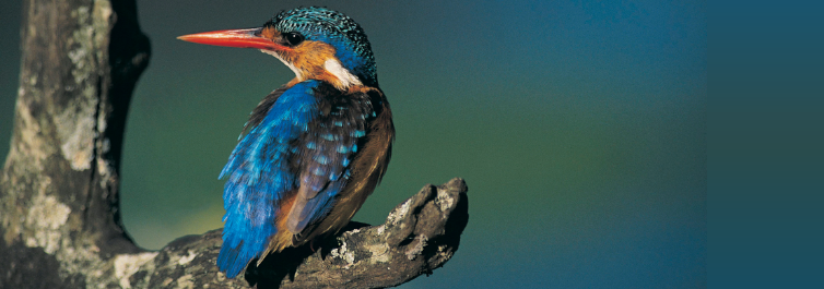 Bird - Safarihub