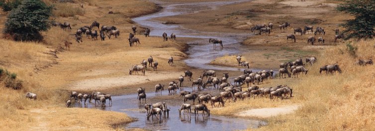 wildlife - Safarihub