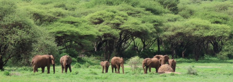 Elephants - Safarihub