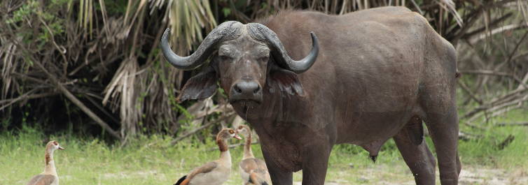 Buffalos - Safarihub