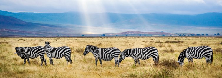 The Ngorongoro Crater is a UNESCO natural World Heritage site located in the northern highlands of Tanzania - Safarihub