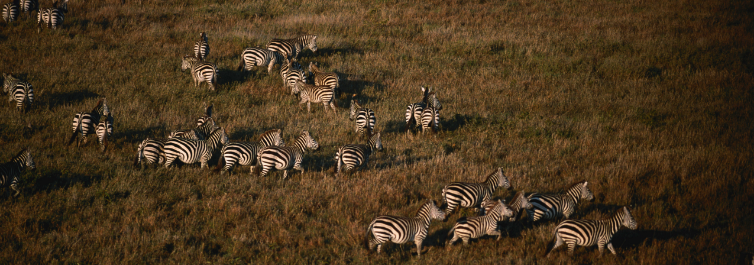 The great Migration - Safarihub