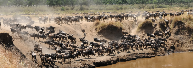 Migration - Safarihub