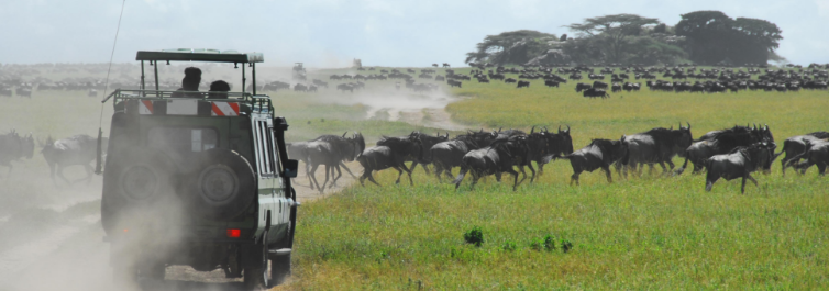 Best time for migration safari - Safarihub