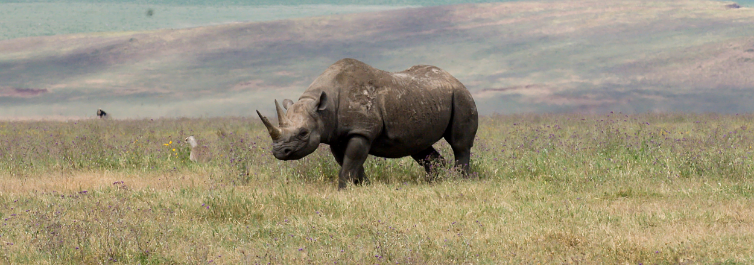 Most Endangered Animals in Africa - Blog by Safarihub Most Endangered Animals in Africa - Blog by Safarihub