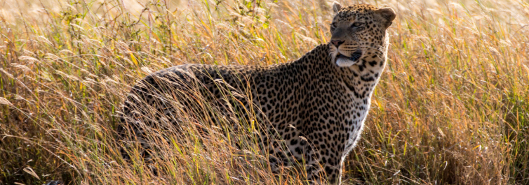 SERENGETI NATIONAL PARK - Places to Visit in Africa in 2021