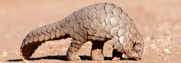Most Endangered Animals in Africa - Blog by Safarihub Most Endangered Animals in Africa - Blog by Safarihub