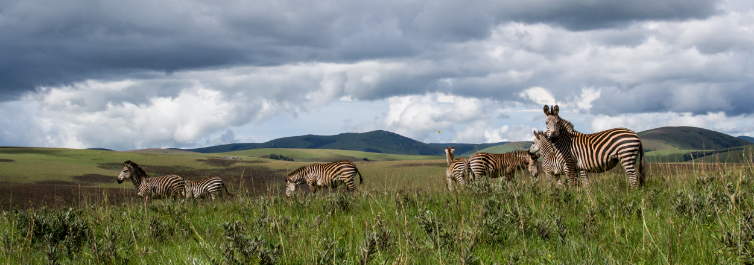 NOTHERN BUSH AND BEACH TOUR - 4 Best Malawi Safari Tour Packages
