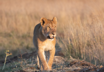 8 Reasons why you should go on Safari with SafariHub