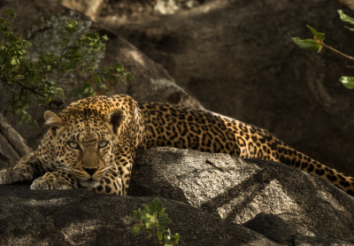5 Things to know about Tanzania Southern Safari Circuit