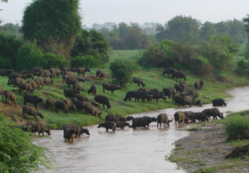 8 Reasons to Hire Safarihub- An Africa Safari Specialist