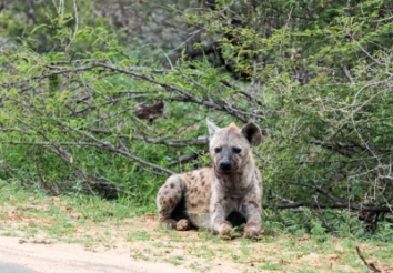 10 Incredible Facts about Hyenas
