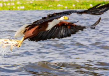 8 Interesting Facts About the African Fish Eagles