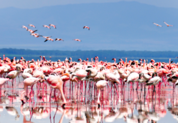 8 Interesting Facts About Flamingos