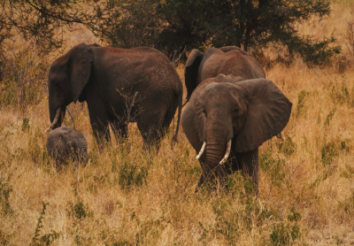 Which is the Best Time to go on a Safari in Kenya?