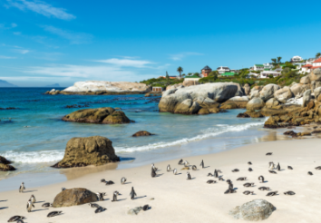 8 Reasons to Go for A South Africa Safari