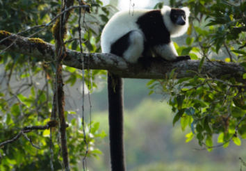 10 Reasons Why You Should Go for Madagascar Safari