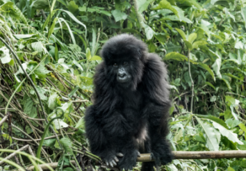10 Facts About Virunga Primates & Lake Kivu