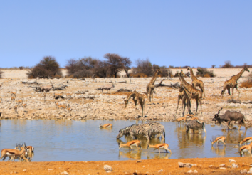 Top 5 Reasons why you Should Explore Namibia’s Etosha Pan