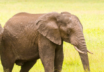 How many Game Reserves are there in Tanzania?
