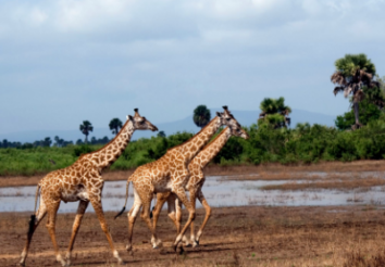 Which is the largest Game Reserve in Africa?