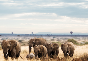 What are the Impacts of COVID-19 on Wildlife Conservation in Africa?