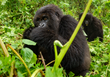 8 Things You Need to Know About the Rwanda Culture