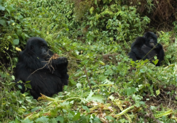5 Best Gorilla Trekking Safari Packages
