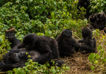 10 Reasons to go for a Rwanda Safari