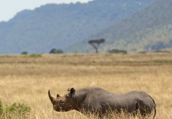 8 Interesting Facts About Rhinos in Africa