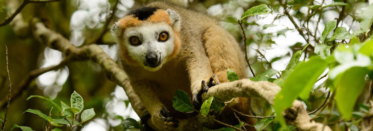 Easy and Quick Safari Package Booking with Safarihub for Christmas and New Year 2022