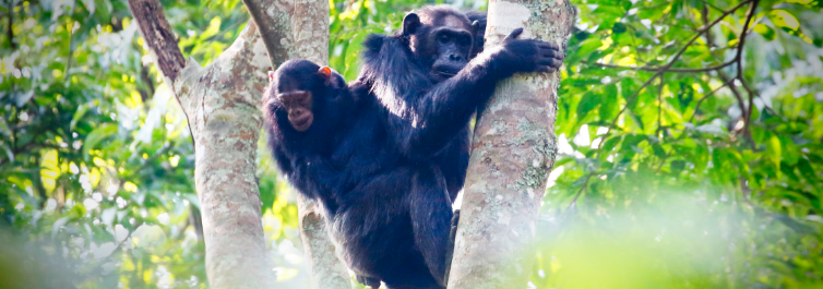Easy and Quick Safari Package Booking with Safarihub for Christmas and New Year 2022