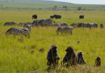 8 Best African Safari Parks of 2022
